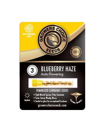 get Blueberry Haze Auto-Flowering Feminized Cannabis Seed For sale