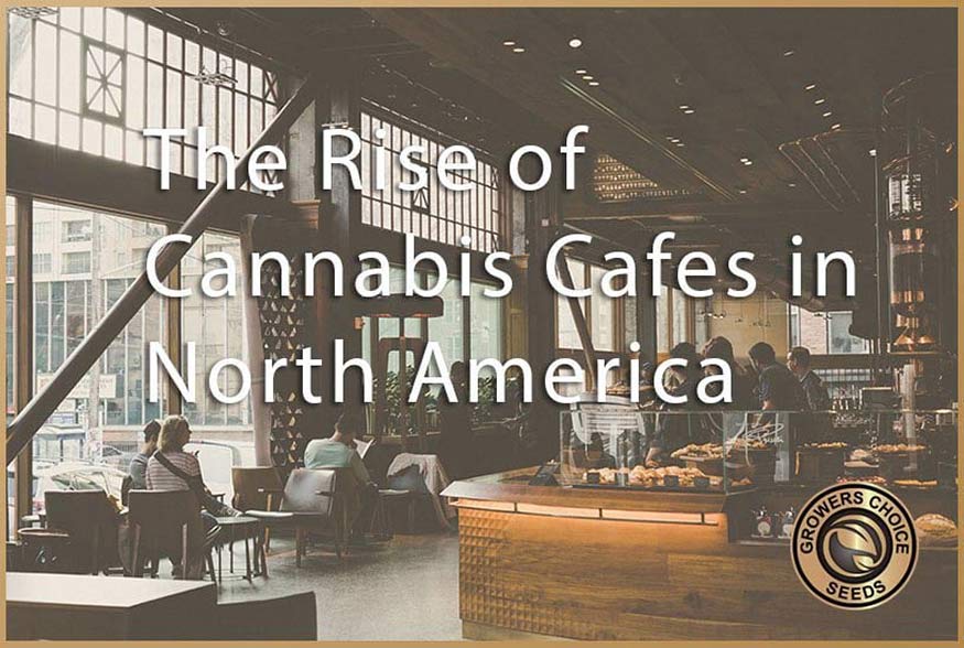 The Rise of Cannabis Cafes in North America