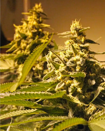 Buy Fortune Cookies Feminized Cannabis Seeds