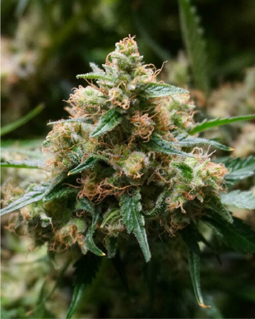 Buy Mickey Kush Feminized Cannabis Seeds