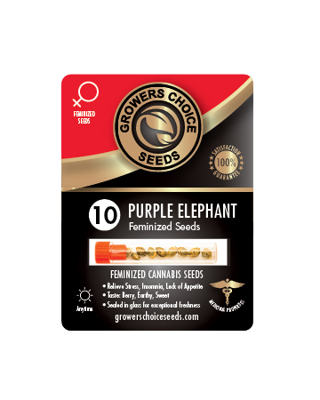 Buy Purple Elephant Feminized Cannabis Seeds For Sale 10 Pack