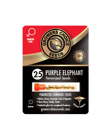 Buy Purple Elephant Feminized Cannabis Seeds For Sale 25 Pack