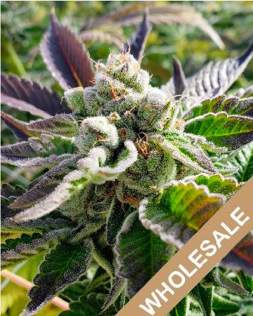 Buy Some Wholesale Charlie Sheen Feminized Cannabis Seeds