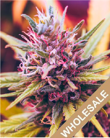 Buy Some Wholesale Cherry Diesel Auto Flowering Feminized Cannabis Seeds On Sale