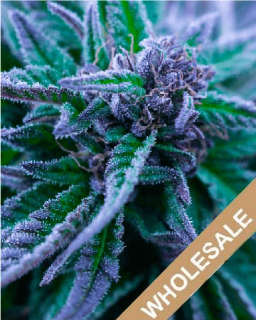 Buy Some Wholesale Nordle Feminized Cannabis Seeds