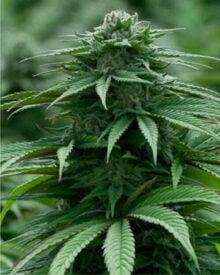 Buy Jack Frost Feminized Cannabis Seeds