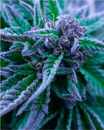 Get Nordle Feminized Cannabis Seeds