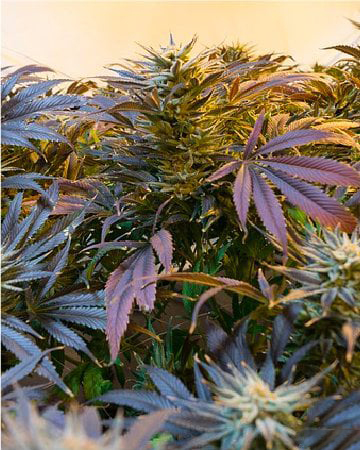 Get Purple Sour Diesel Auto Flowering Feminized Cannabis Seeds