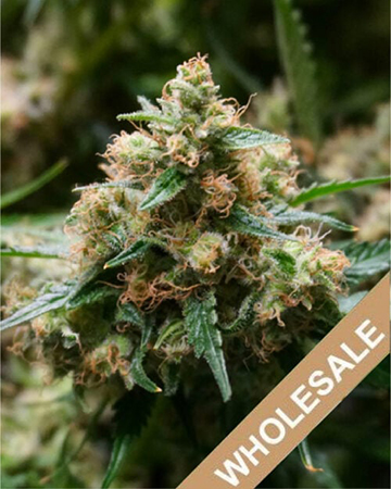 Get Some Wholesale Mickey Kush Feminized Cannabis Seeds