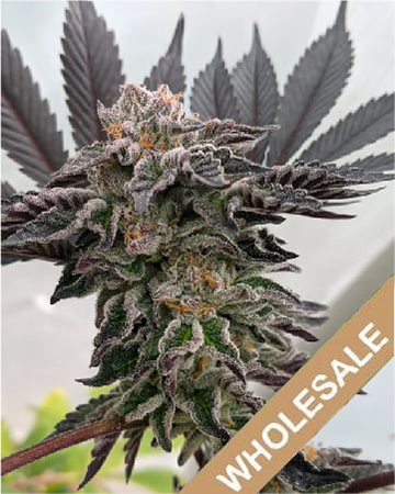 Get Sour Amnesia Auto Flowering Feminized Cannabis Seeds For Sale Today