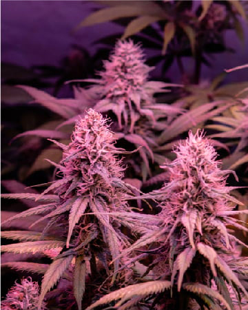 Get White Fire Alien OG Auto Flowering Feminized Cannabis Seeds