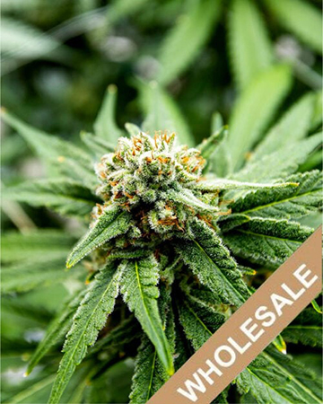 Get Your Wholesale Green Goddess Feminized Cannabis Seeds