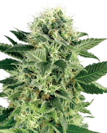 Northern-Lights-Auto-Flowering-Feminized-Cannabis-Seeds-mobile