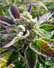 Charlie Sheen Feminized Cannabis Seeds