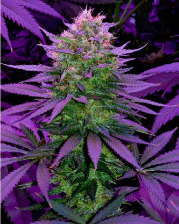 Shop For Royal Highness Cheese Feminized Cannabis Seeds