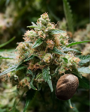 Shop For Wholesale Mickey Kush Feminized Cannabis Seeds