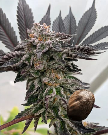 Shop Sour Amnesia Auto Flowering Feminized Cannabis Seeds For Sale Today