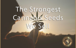 Strongest Cannabis Seeds