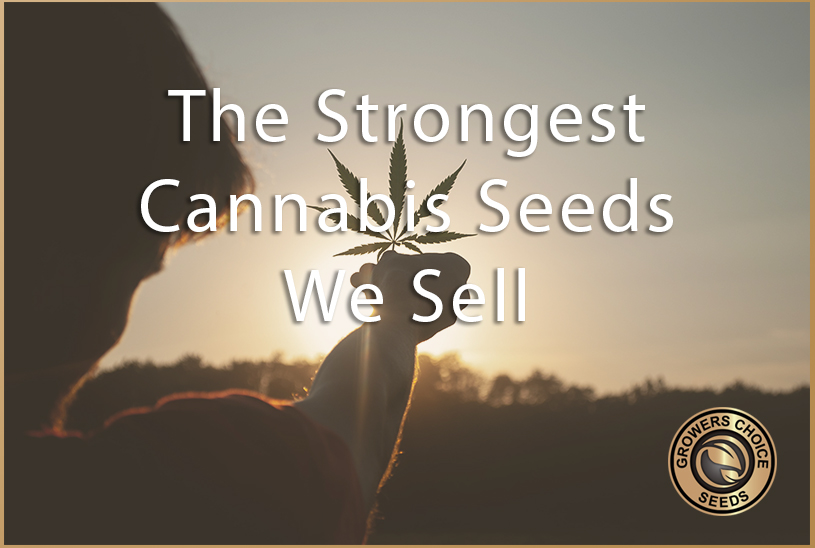 What Are the Strongest Cannabis Seeds?