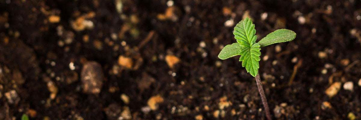 after-germination-cannabis-seeds-bannerv2