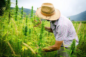 cannabis-farmer