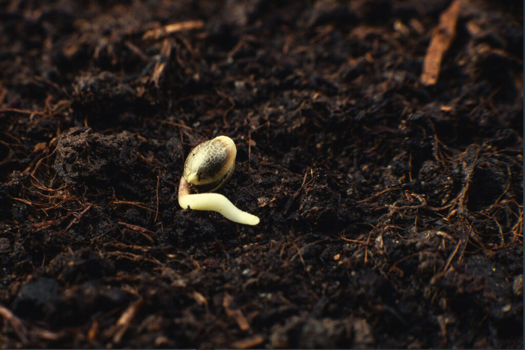 cannabis-seeds-germination-guide-full