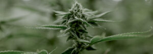 everything-cannabis-nutrients-banner