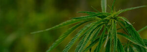 everything-difference-in-sativa-and-indica-banner