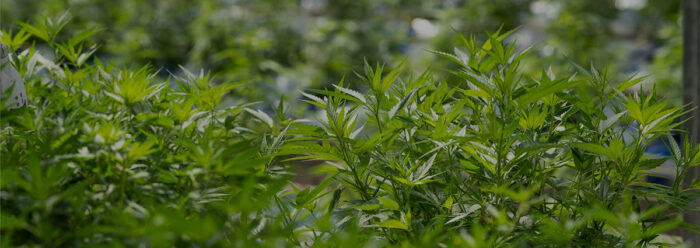 The Early Signs Of Male Plant | Growers Choice Seeds