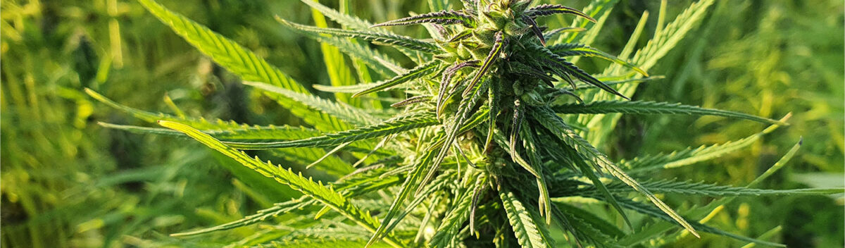 Everything You Need to Know About the Early Signs Of Male Plant