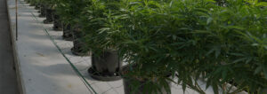 everything-how-to-germinate-marijuana-seeds-banner