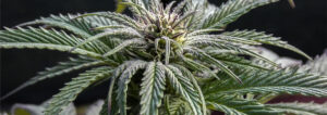 everything-white-widow-seeds-banner