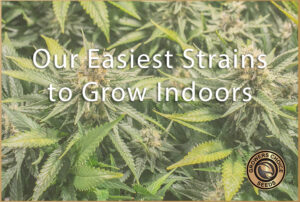Grow Indoors