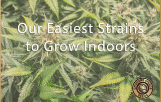 Grow Indoors