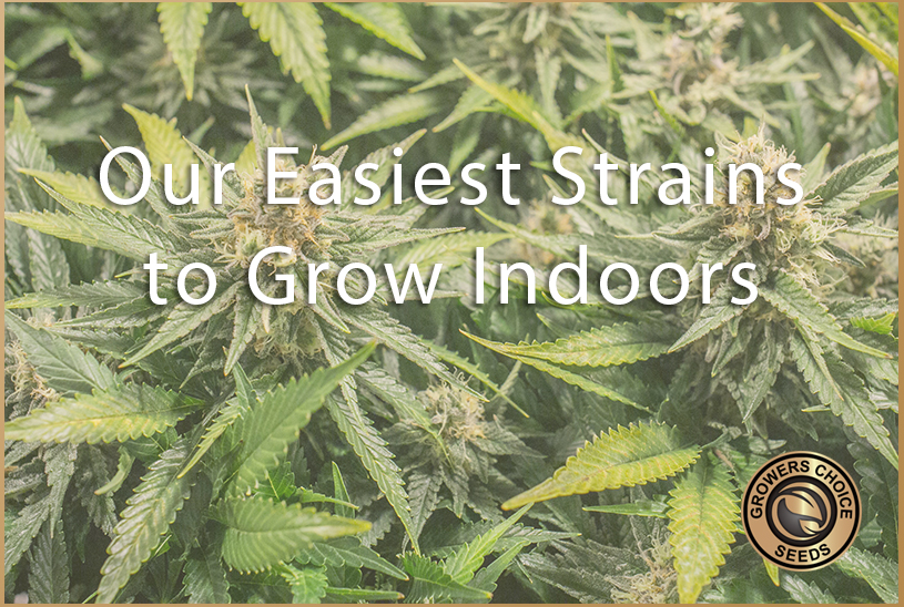 Our Easiest Strains to Grow Indoors