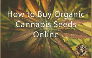 how to buy organic cannabis seeds online