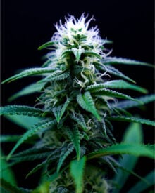 Buy Mango Haze Feminized Cannabis Seeds