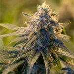 Overlord OG