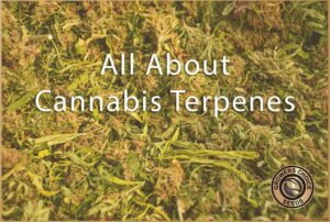 All about cannabis terpenes