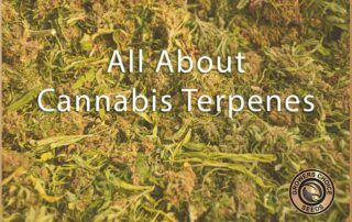 All about cannabis terpenes