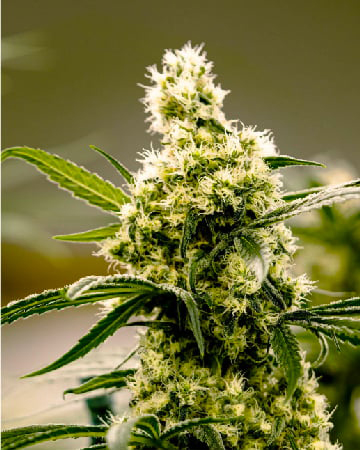 Buy Some Strawberry Haze Auto Flowering Feminized Cannabis Seed