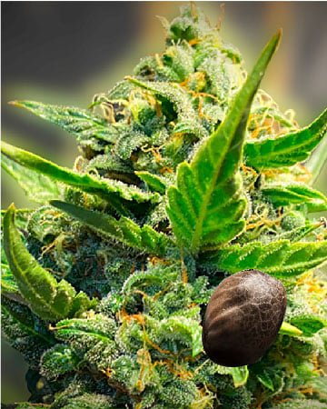 Buy Wholesale Kandy Kush Auto Flowering Feminized Cannabis Seeds Today