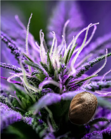 Buy Wholesale Santa Maria Feminized Cannabis Seeds