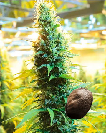 Get Wholesale Blueberry Cheesecake Feminized Cannabis Seeds Today
