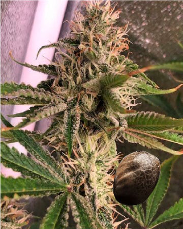 Get Wholesale Galactic Jack Feminized Cannabis Seeds Today
