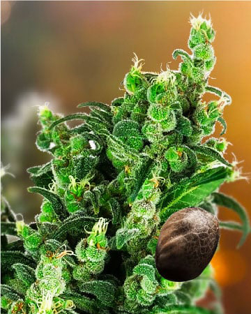 Get Wholesale J1 Feminized Cannabis Seeds Today