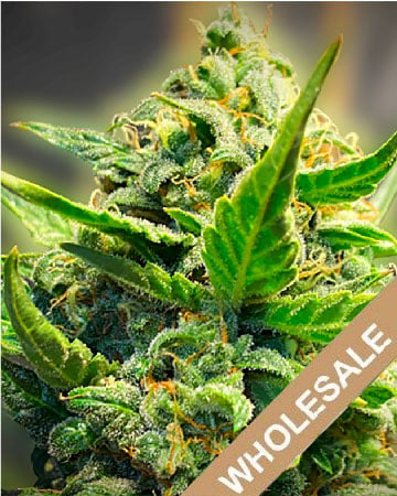 Get Wholesale Kandy Kush Auto Flowering Feminized Cannabis Seeds Today