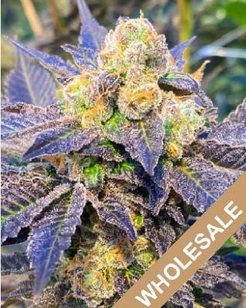 Get Wholesale M 39 Feminized Cannabis Seeds Now