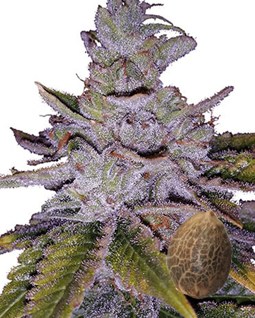 Nebula Auto Flowering Feminized Cannabis Wholesale Seeds