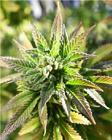 Vanilla Kush seeds flourishing in a marijuana garden